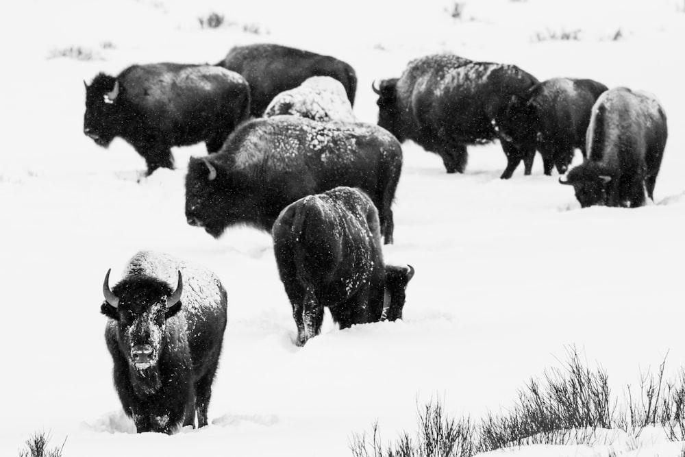 black bison on white snow field