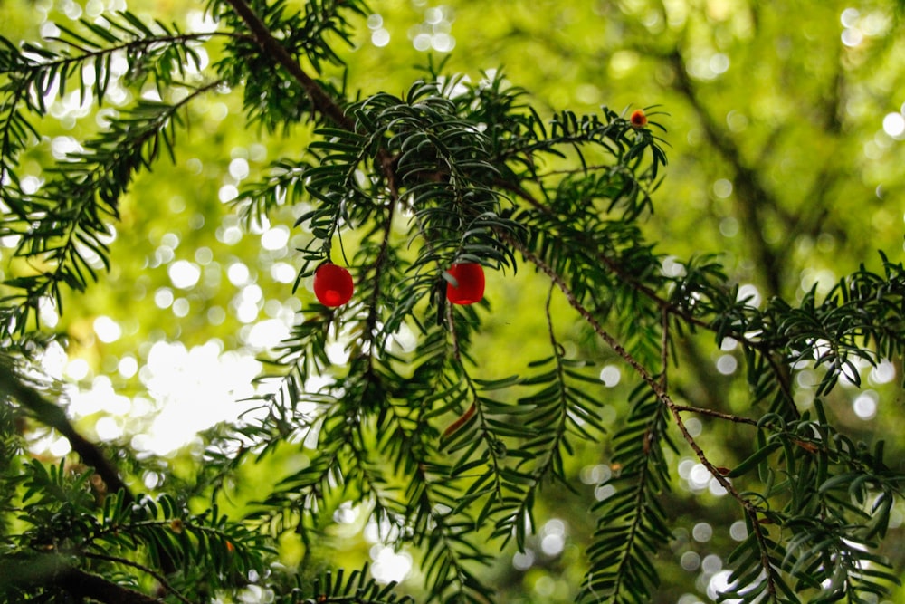 red round fruit on green tree during daytime