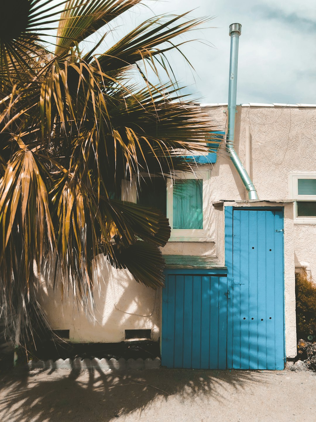 green palm tree beside blue wooden door