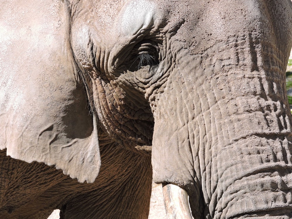 close up photo of elephant