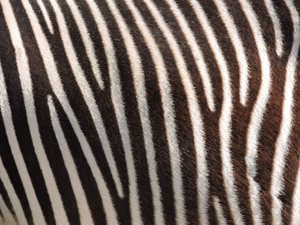 black and white zebra textile