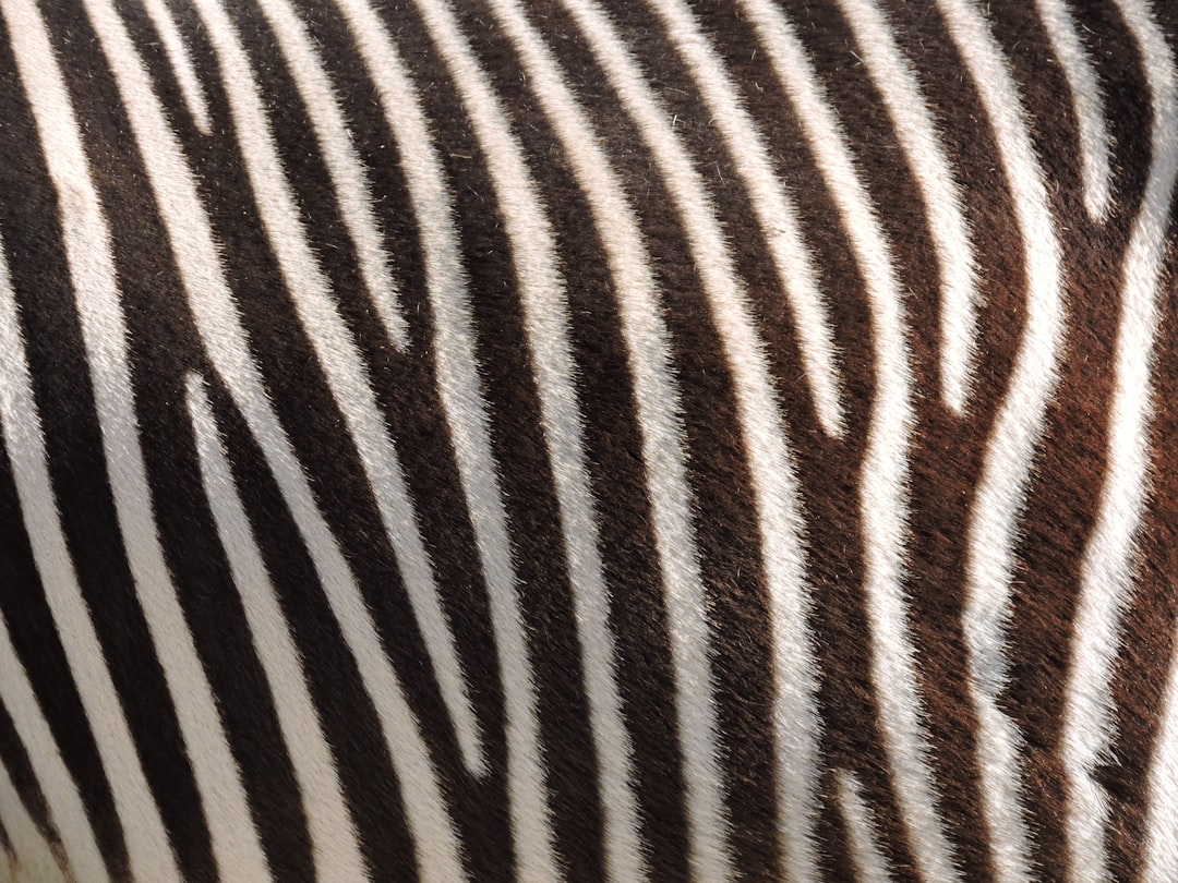  black and white zebra textile zebra