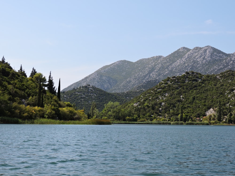 green trees near body of water during daytime