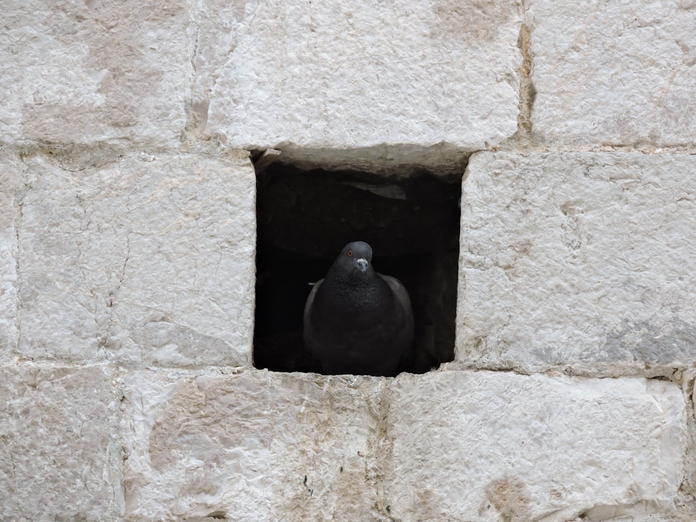 black bird on gray concrete wall