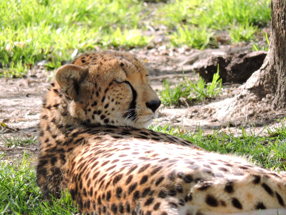 cheetah lying on green grass during daytime