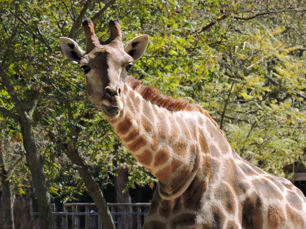 brown giraffe eating green leaves during daytime