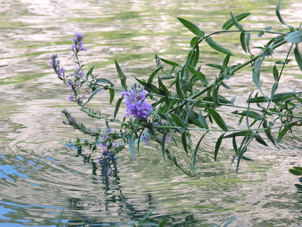 purple flowers on body of water