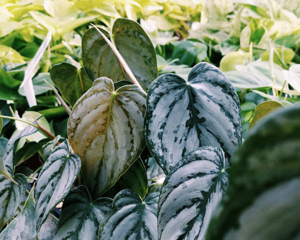 green and white plant leaves