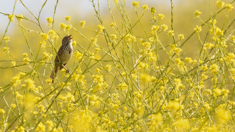 黄色い花にとまる茶色の鳥