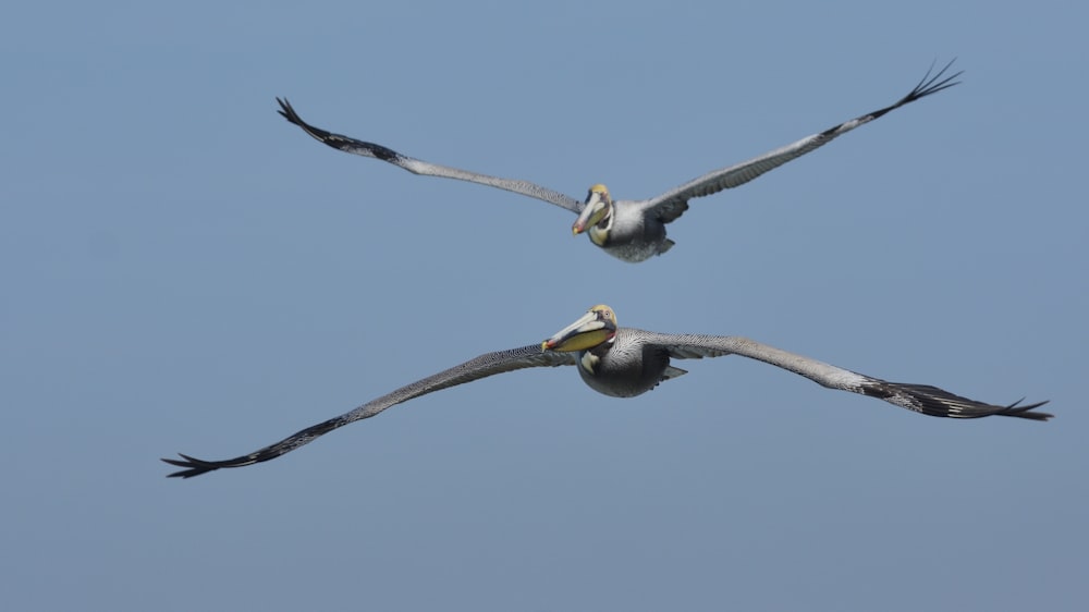 white and black bird flying during daytime