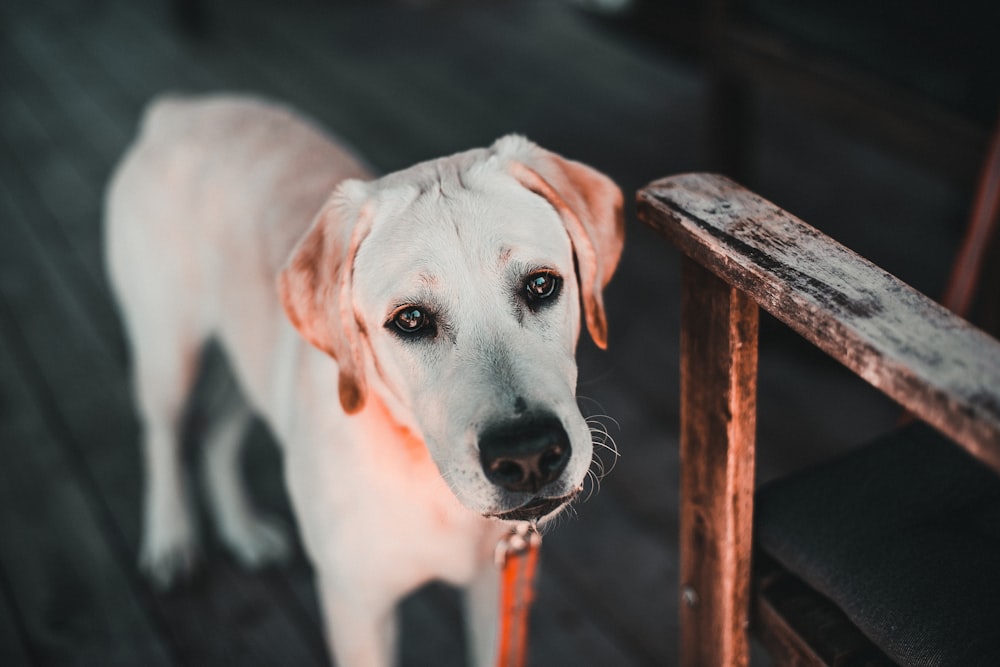 white short coated dog on brown wooden fence