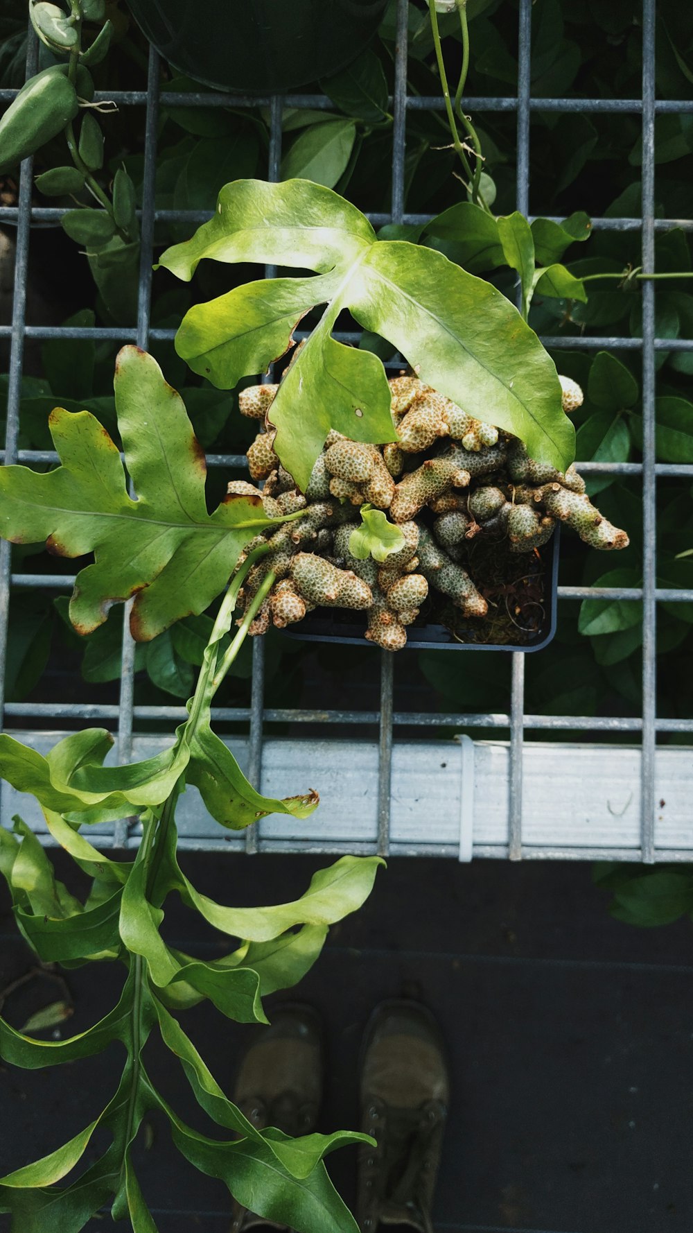 green plant with green fruits