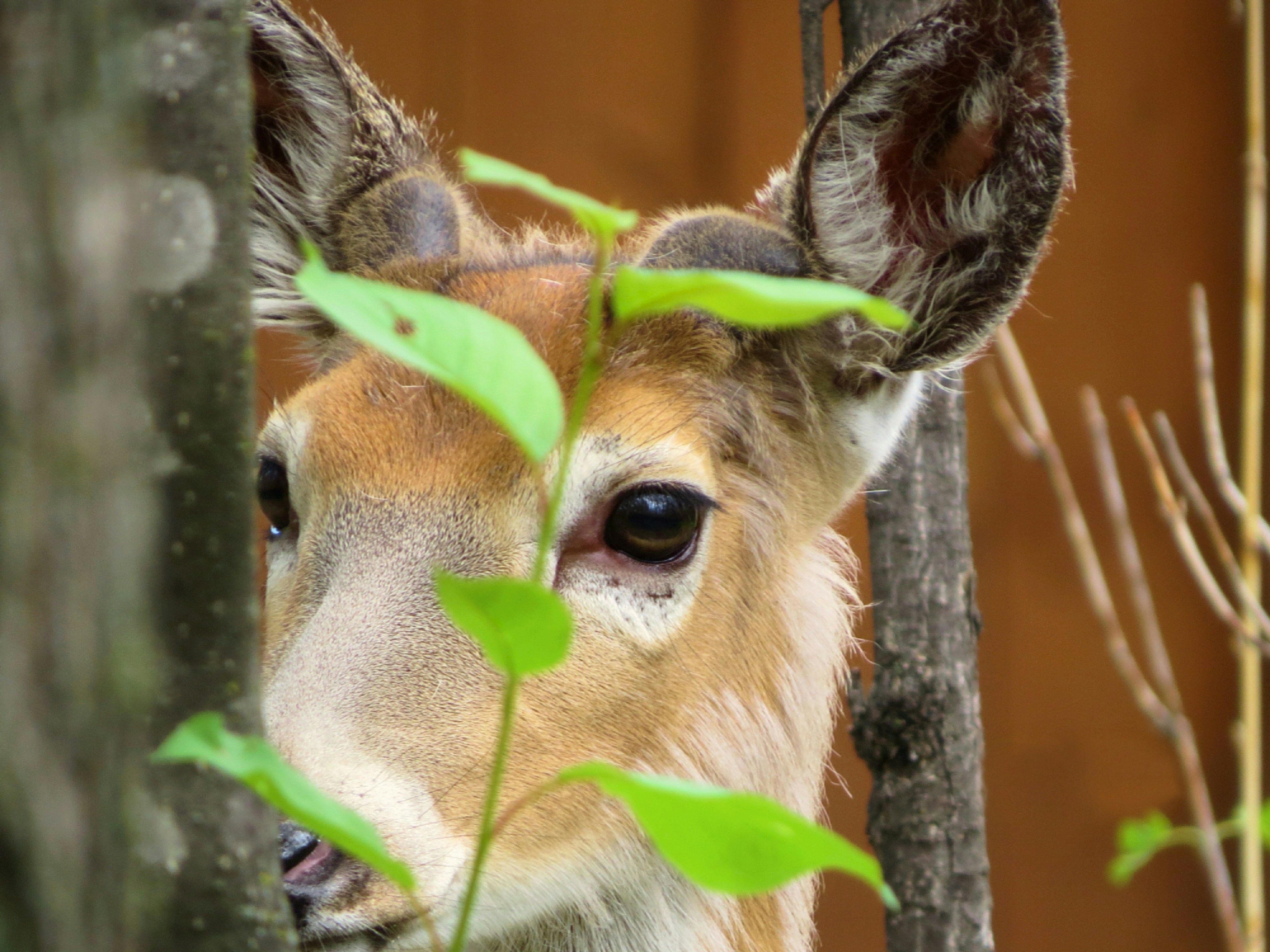brown and white deer drinking water