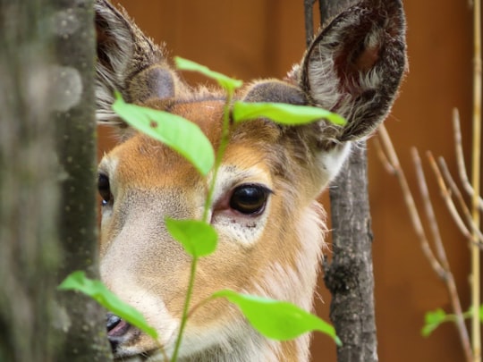 brown and white deer drinking water in Manitoba Canada