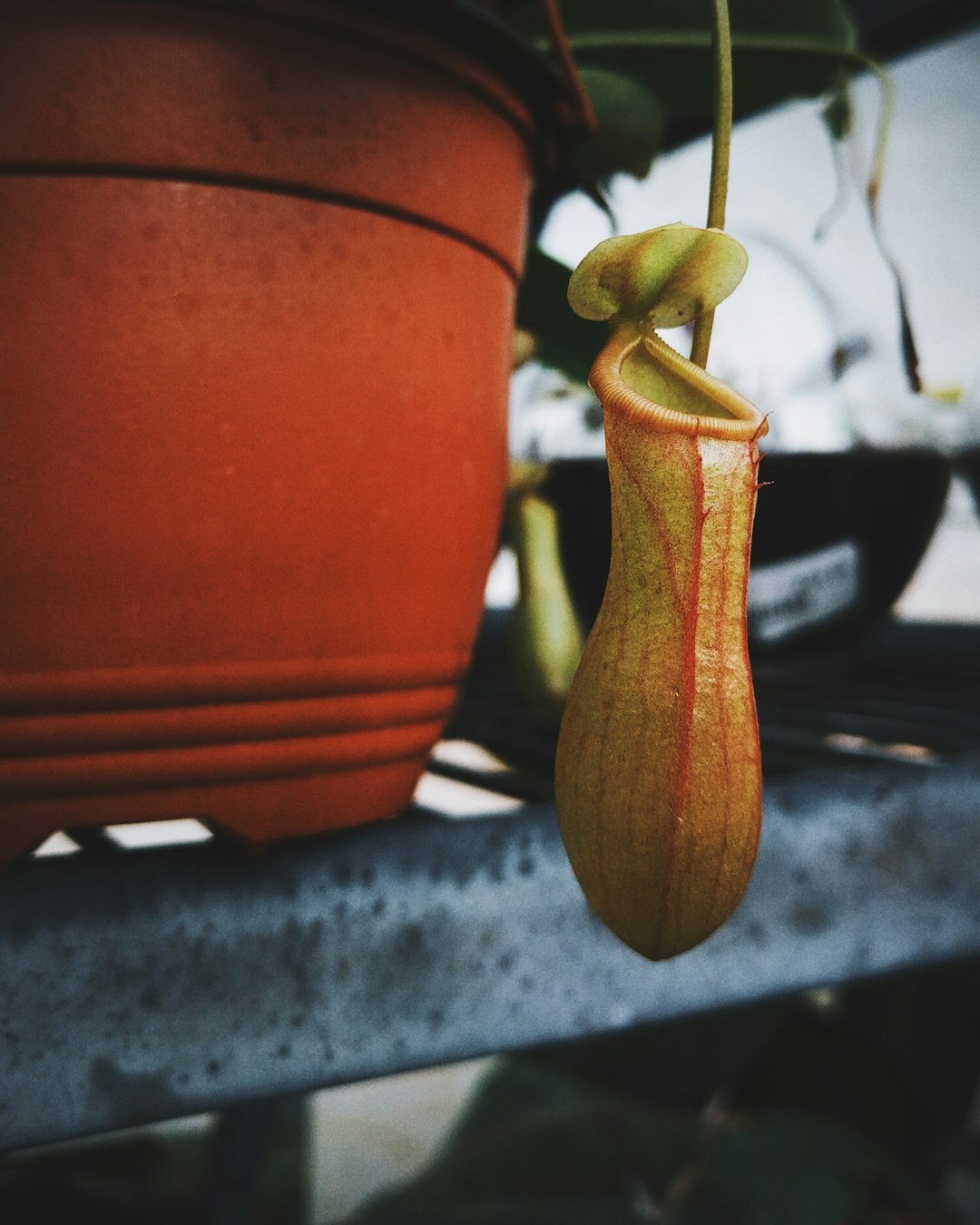 Nepenthes sp., aka carnivorous "pitcher plant". 2016