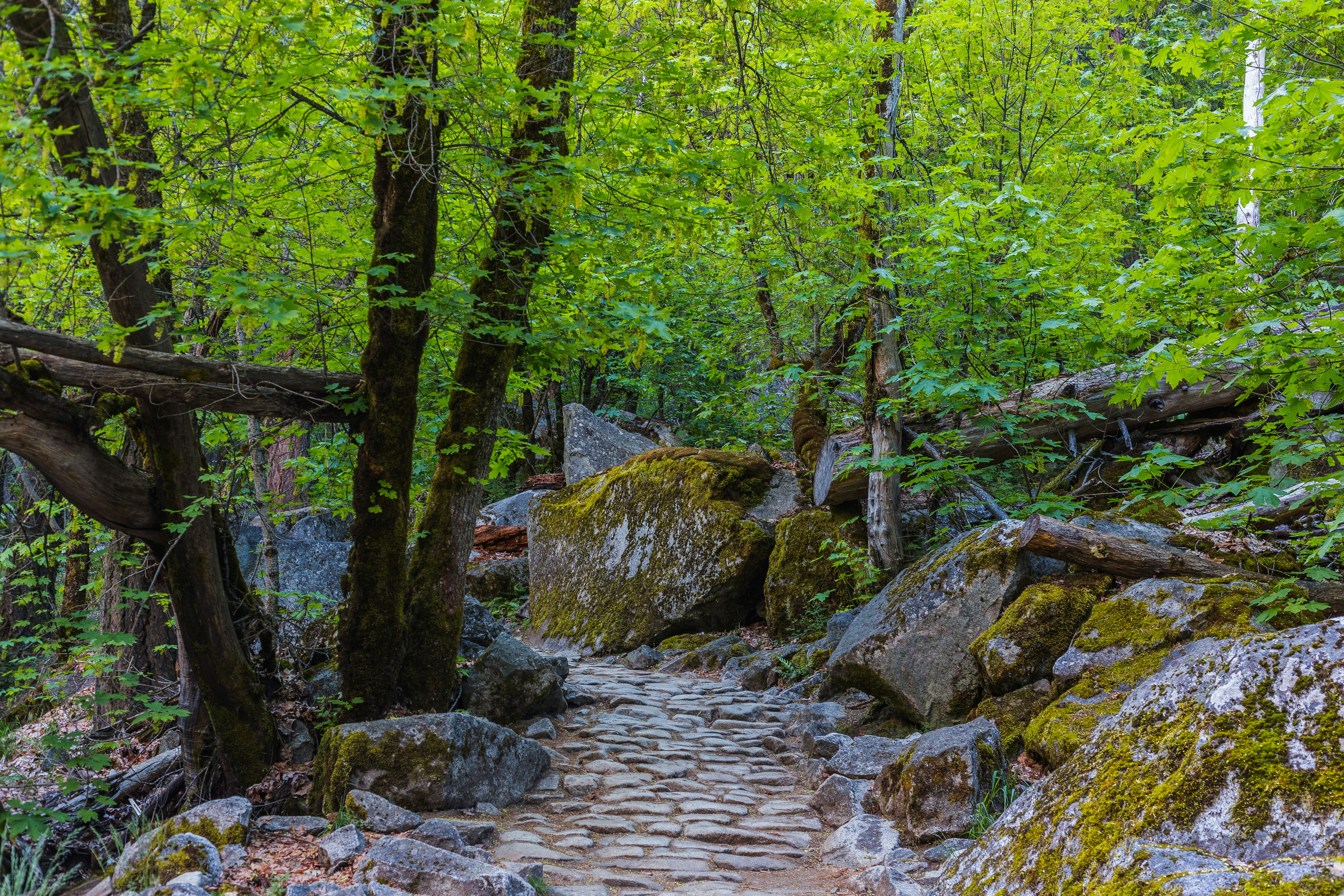 green trees on brown rocky ground during daytime