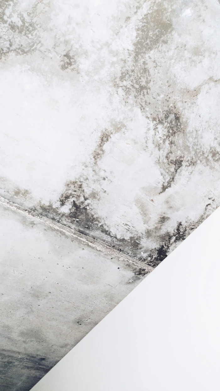 Mold Inspection vs. Mold Removal: What's the Difference? — Chimney Air Quality Solutions NJ