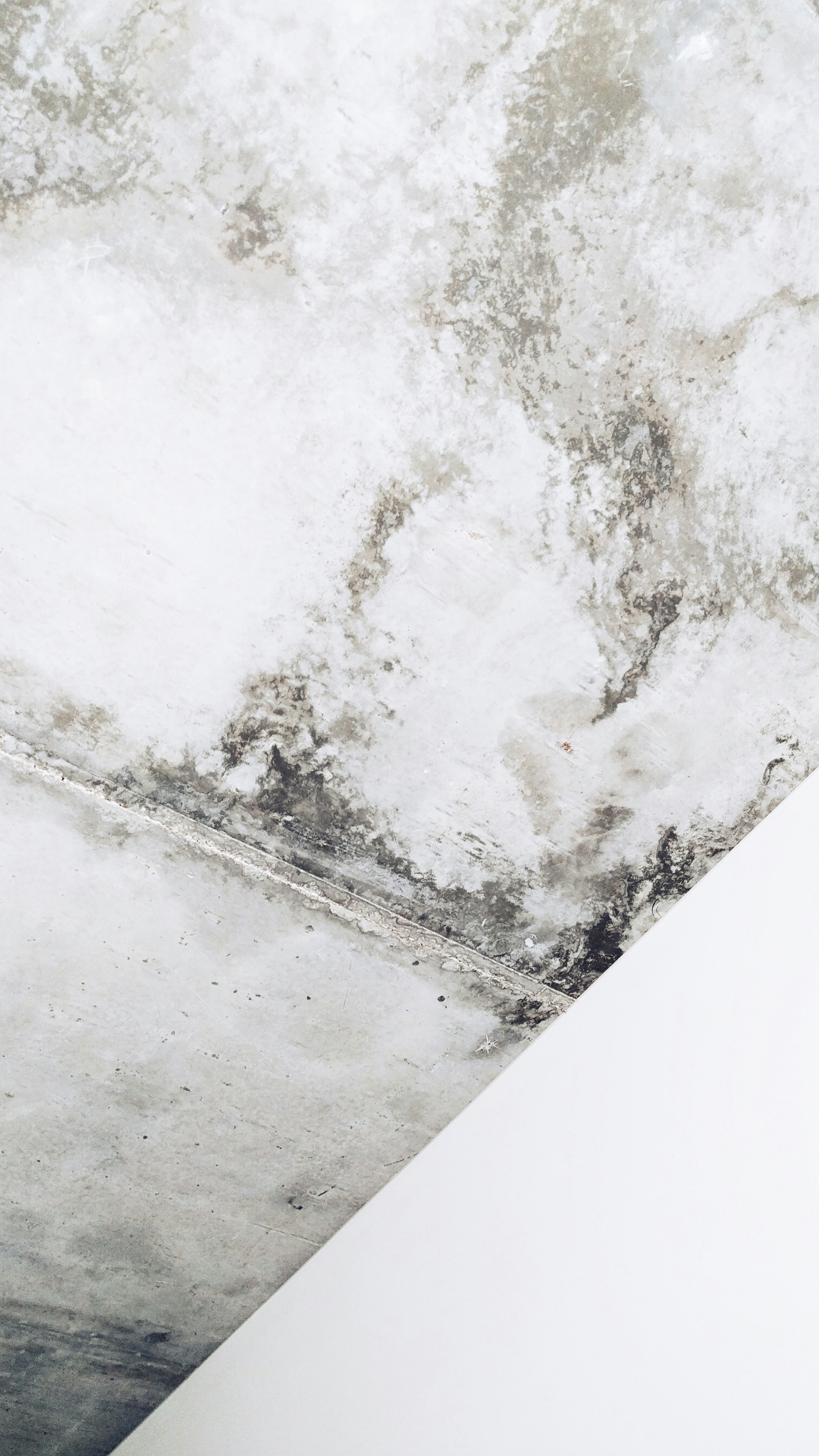 Mold Removal