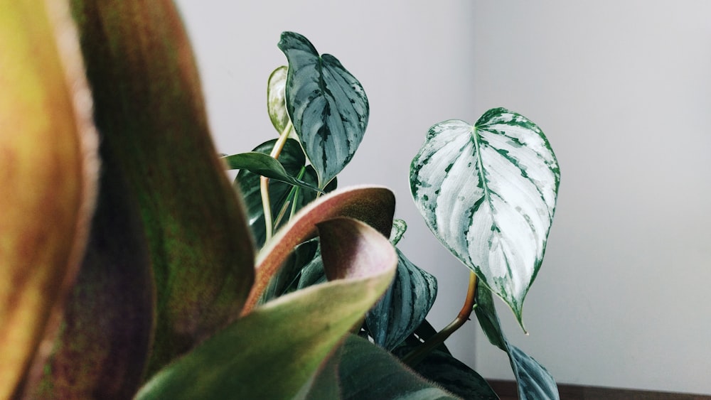 green plant on brown pot