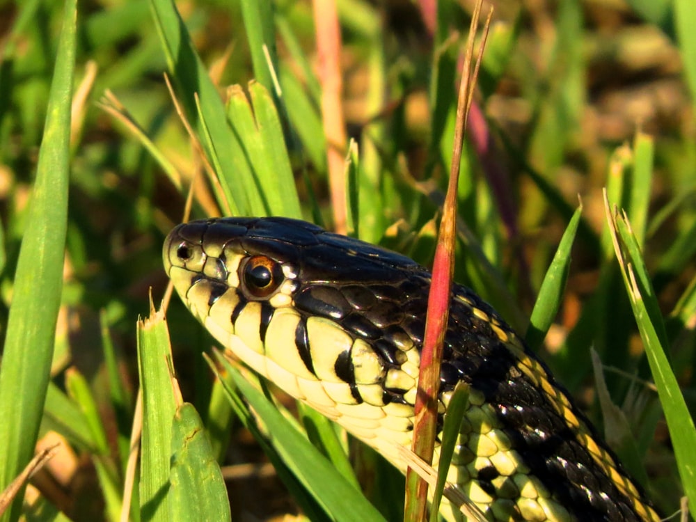 Black And Yellow Snake On Green Grass Photo Free Animal Image On Unsplash