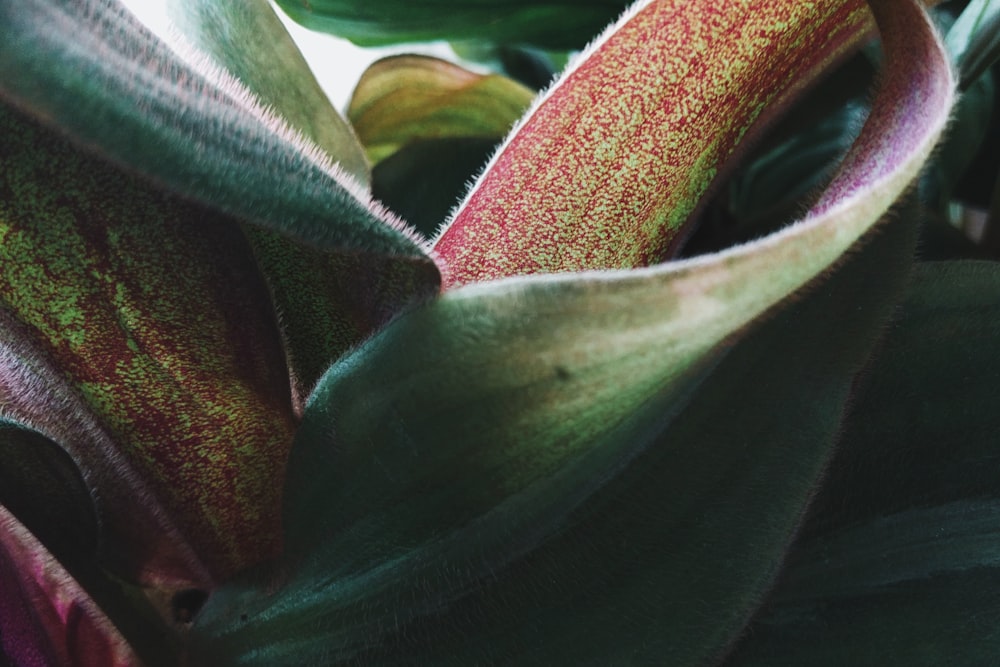 green and purple plant during daytime