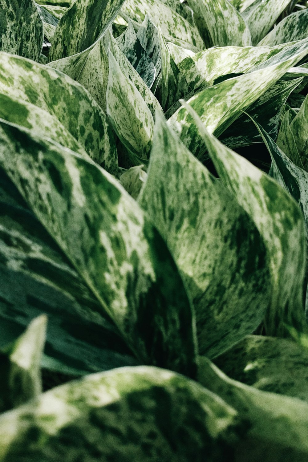 green and white plant leaves