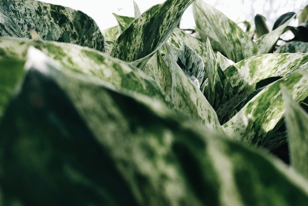 green and white leaf plant