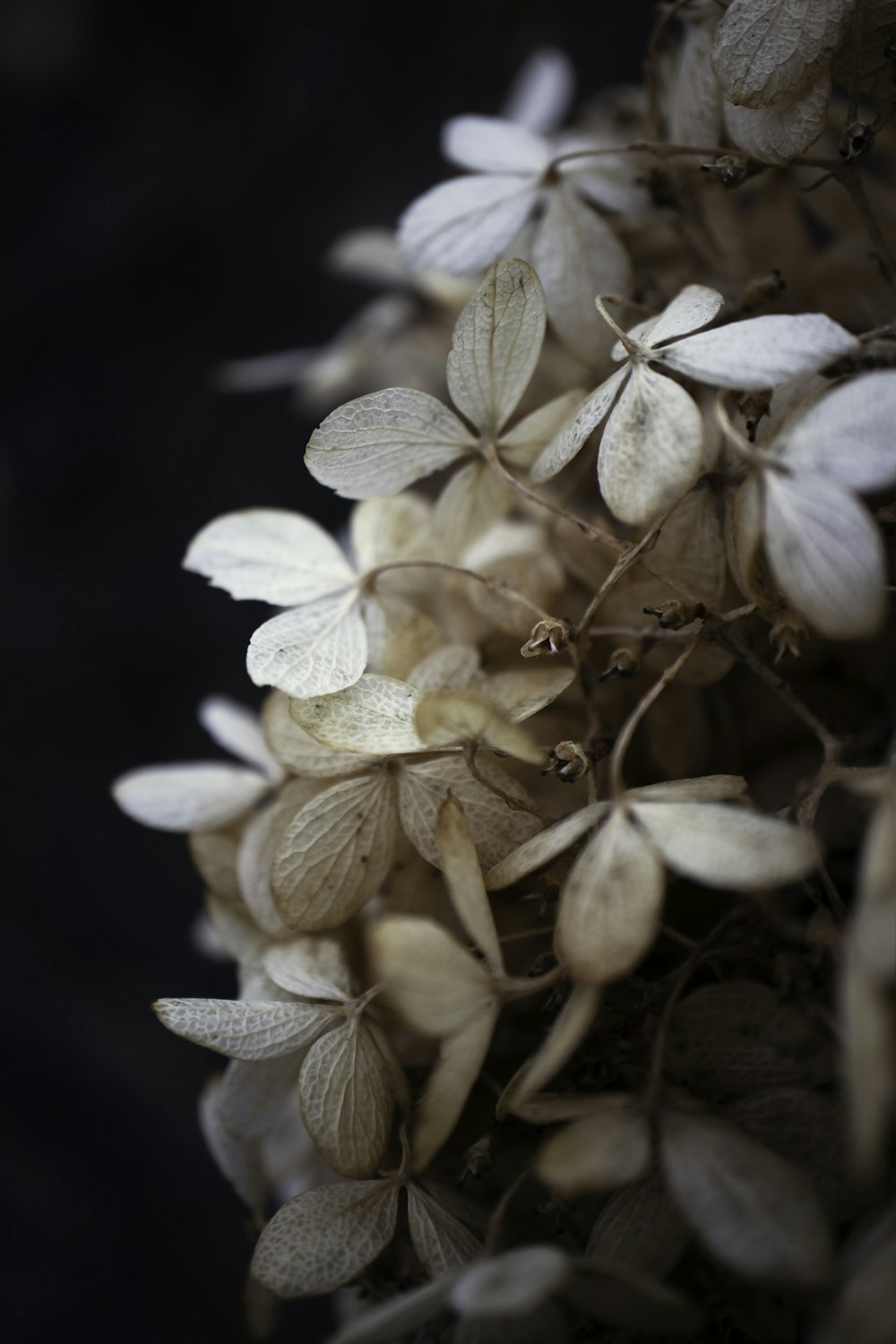 white and brown flower in close up photography