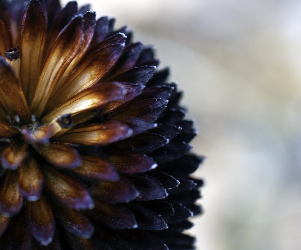 brown and black flower in close up photography