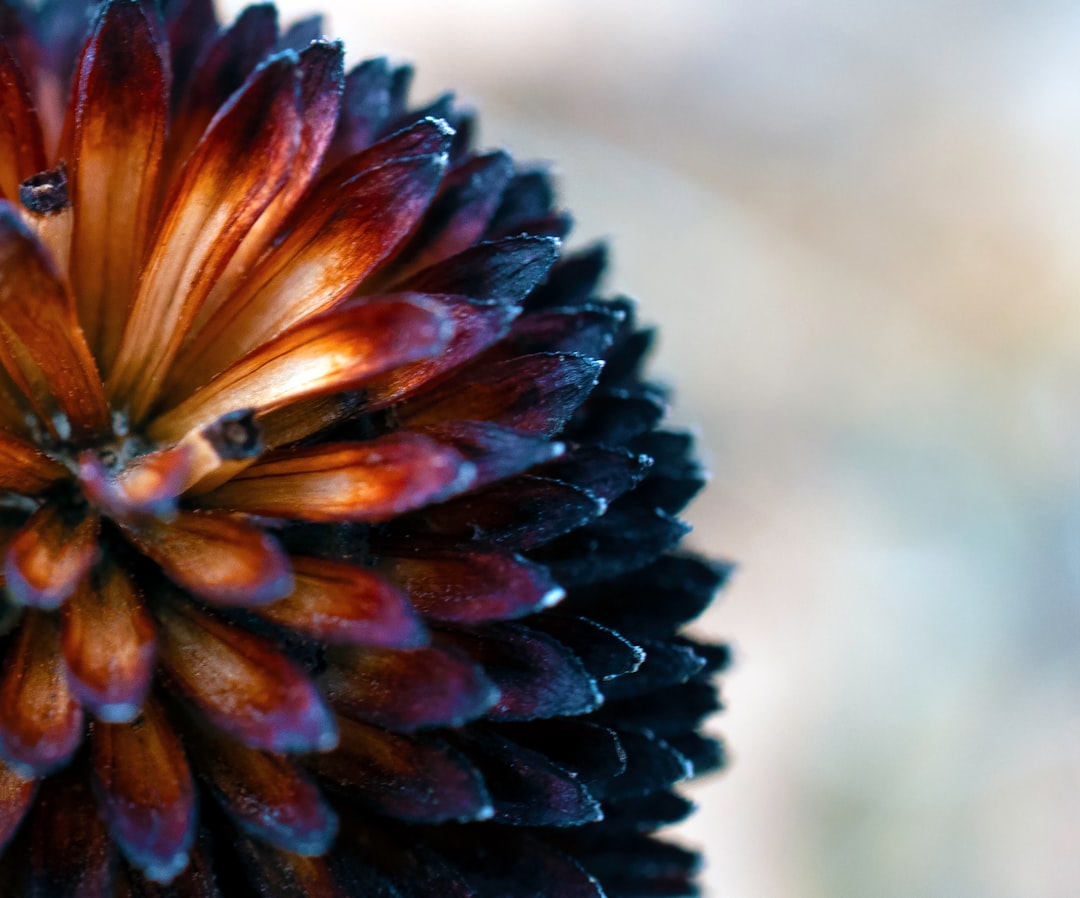 brown and black flower in close up photography