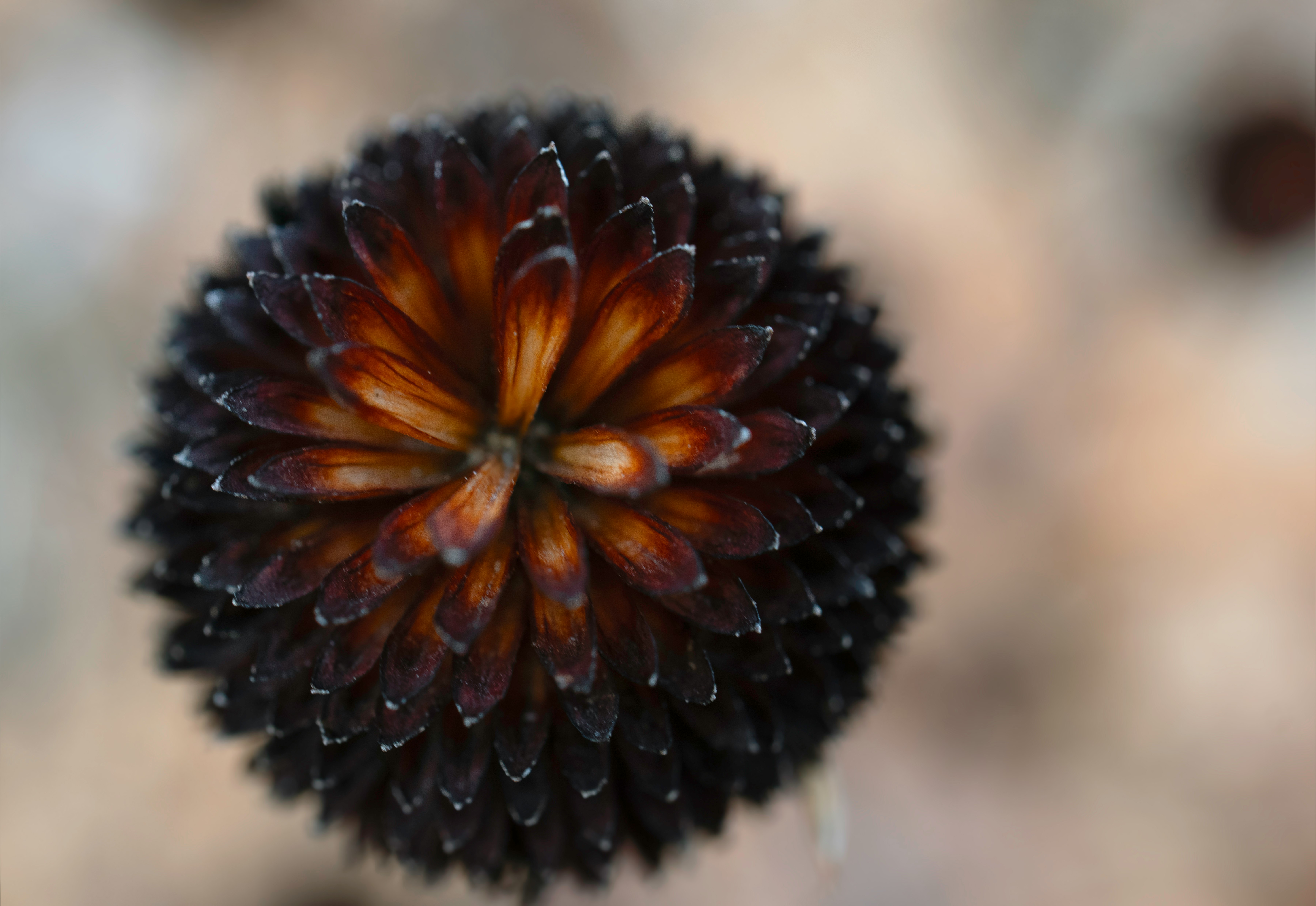 brown and black flower in close up photography
