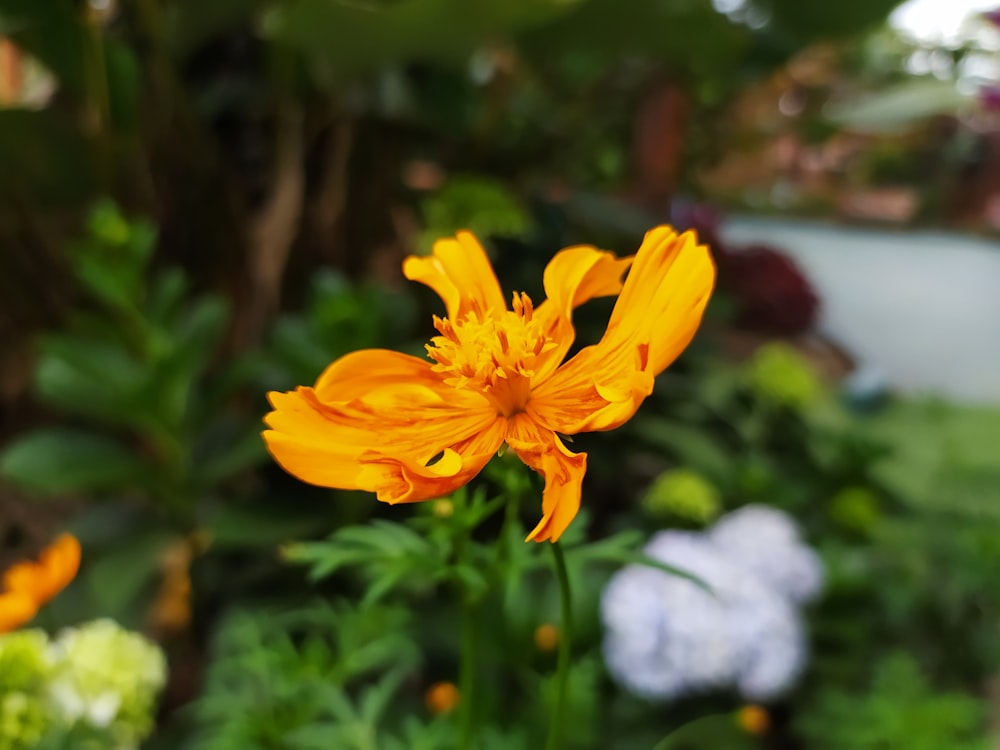 yellow flower in tilt shift lens