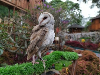 A barn owl is perched on a piece of artificial turf in a garden or natural setting. It has a distinct white and brown feather pattern and is looking to the side, highlighting its heart-shaped face and dark eyes. The background includes lush greenery, colorful flowers, and wooden structures, suggesting a serene outdoor environment.