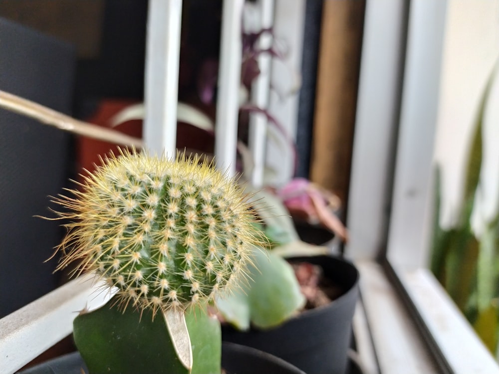 green cactus in black pot