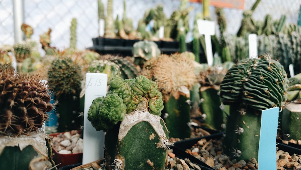 green cactus plant on brown clay pot