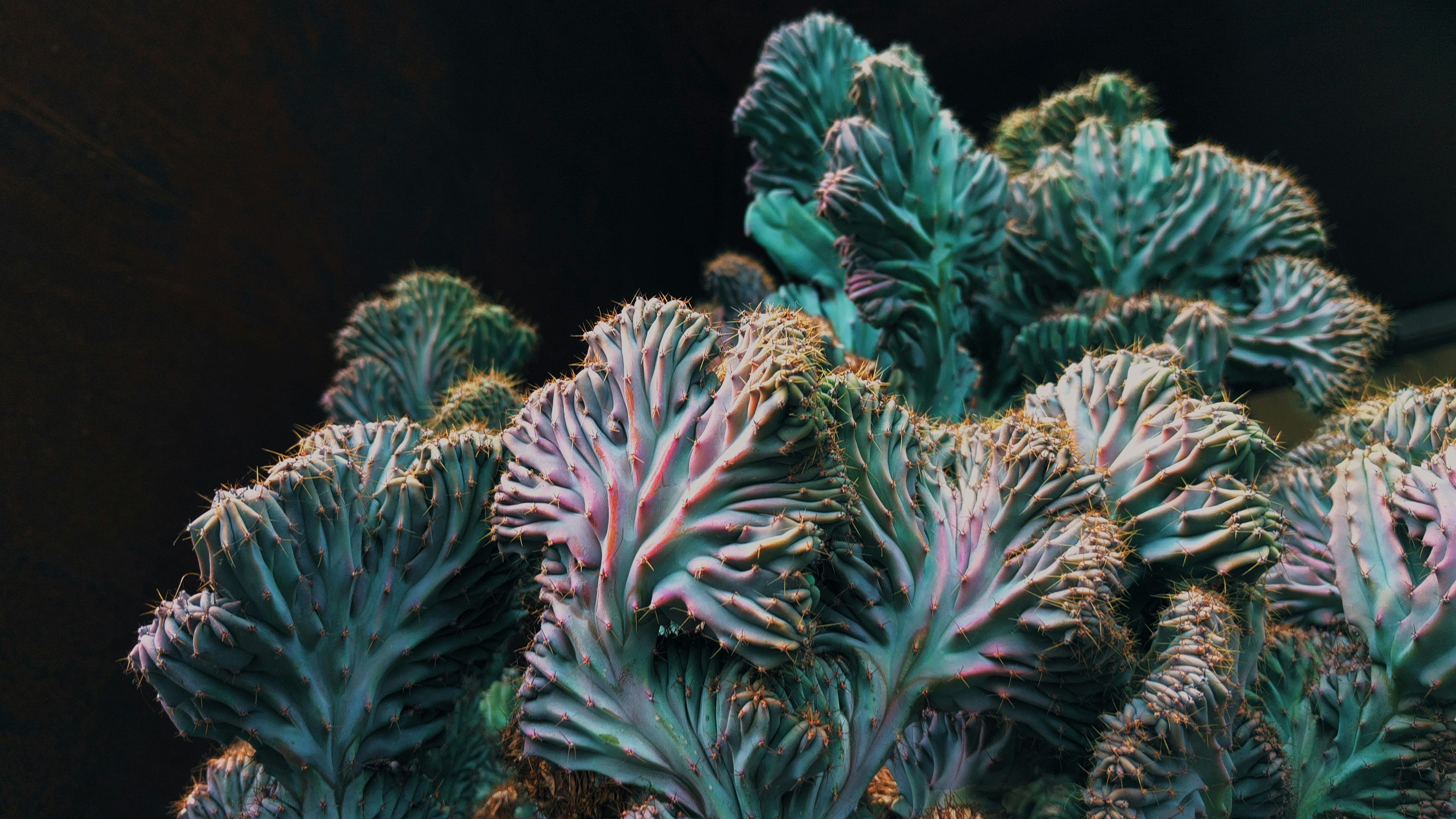 Crested cactus: Myrtillocactus geometrizans cristata 'Elite'. Common name: Blue Myrtle-Cactus. 2016