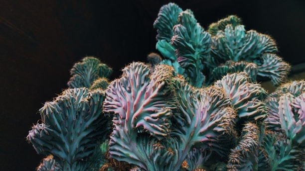 green and white plant in close up photography