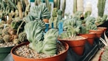 An assortment of various cacti and succulent plants in pots, positioned in a greenhouse or nursery. The plants are arranged neatly with small rocks covering the soil in their pots. There are visible labels with information about each plant.