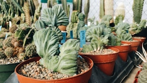 An assortment of grafted fruit seedlings in a nursery.