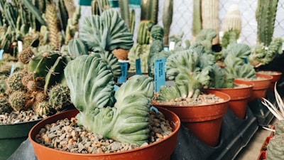 An assortment of various cacti and succulent plants in pots, positioned in a greenhouse or nursery. The plants are arranged neatly with small rocks covering the soil in their pots. There are visible labels with information about each plant.