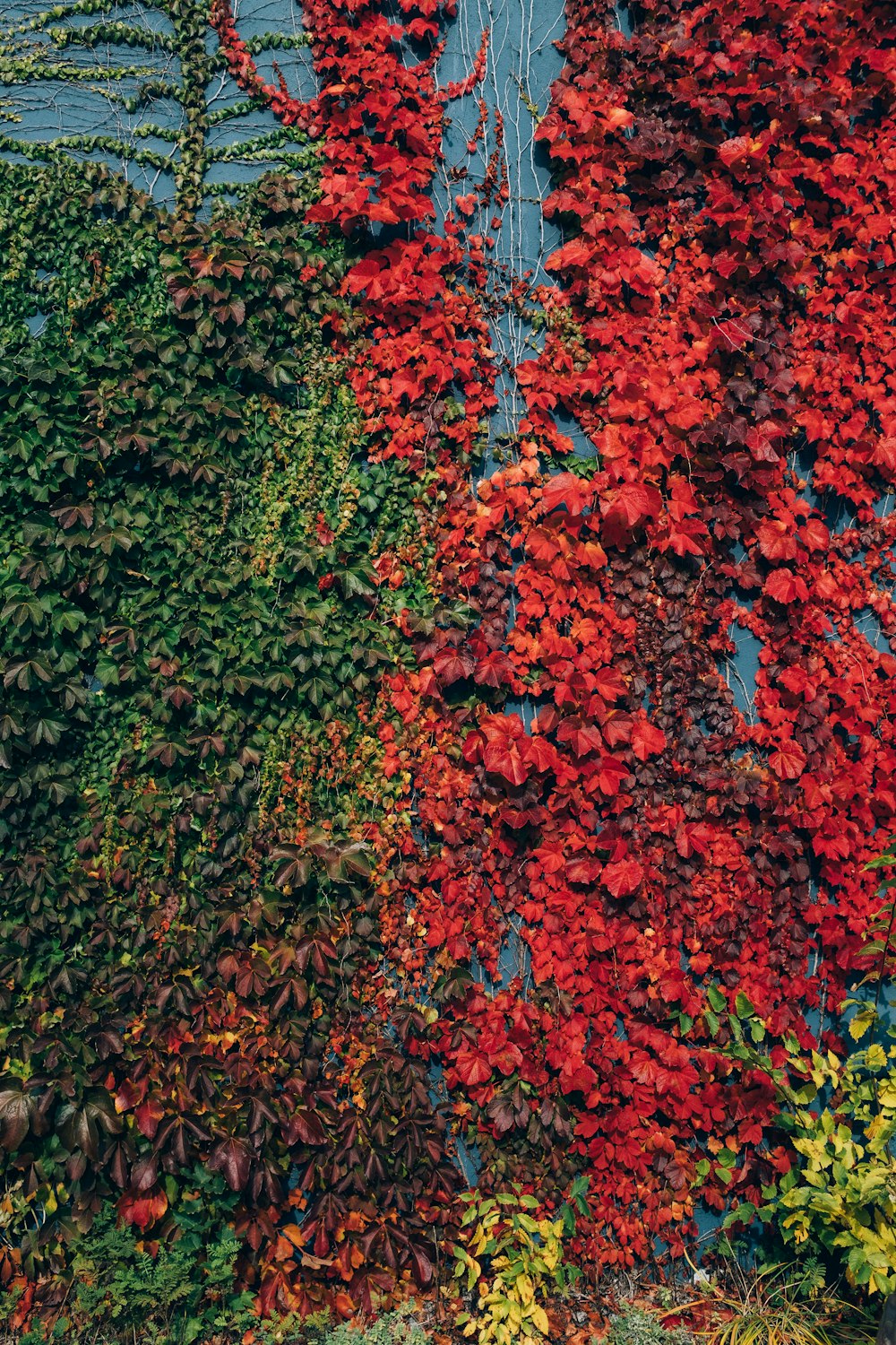 red and green leaves on ground