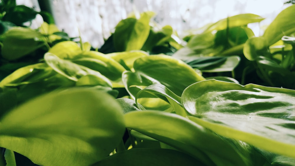 green leaves in close up photography