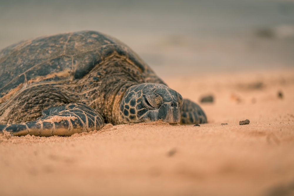 black and brown turtle on brown sand during daytime