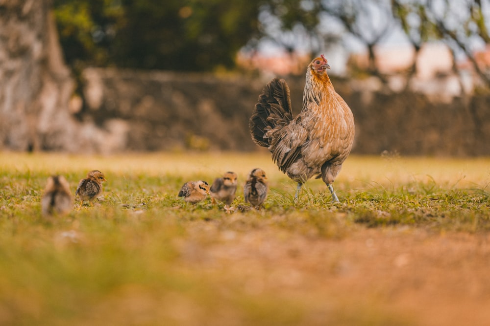 brown and black chicken on green grass field during daytime