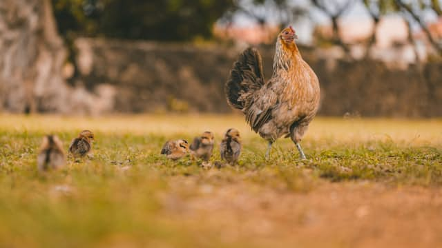 Hen