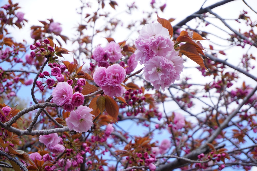 pink flowers on brown tree branch