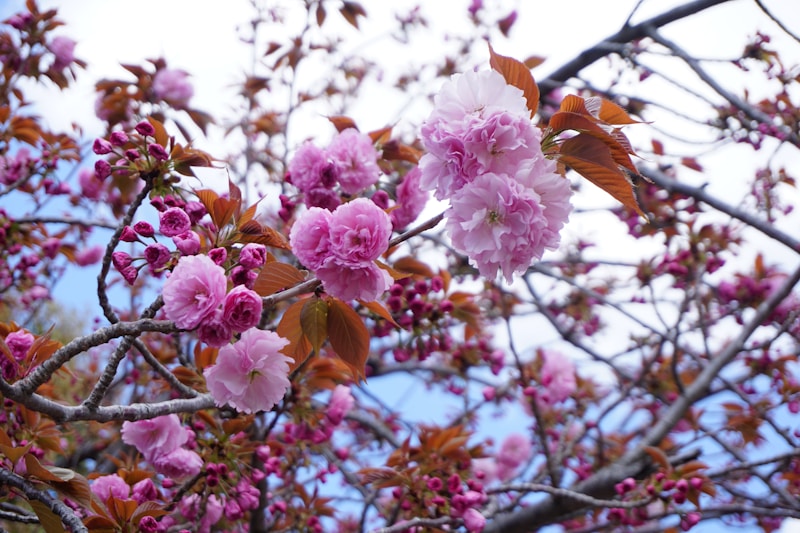 Cherry blossom viewing