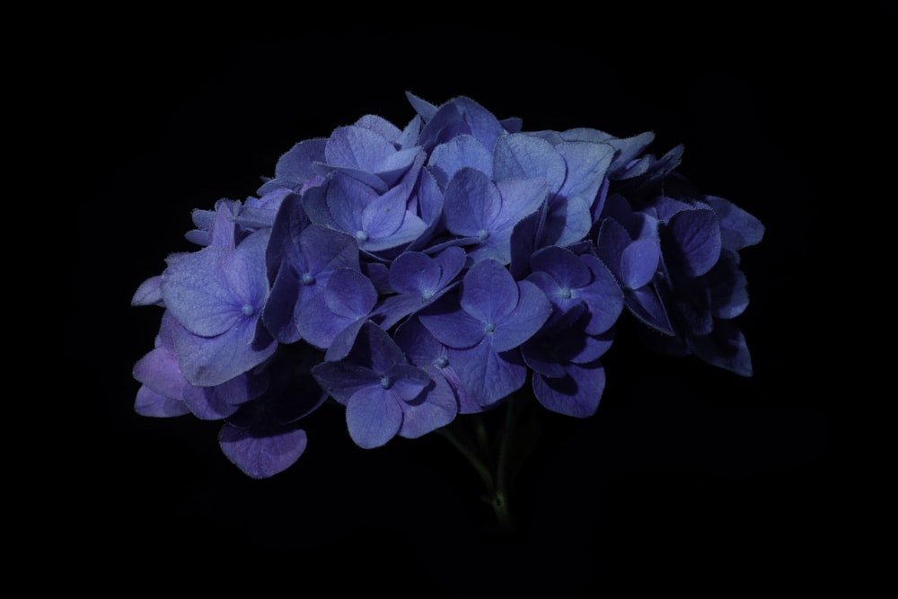 fiore blu su sfondo nero