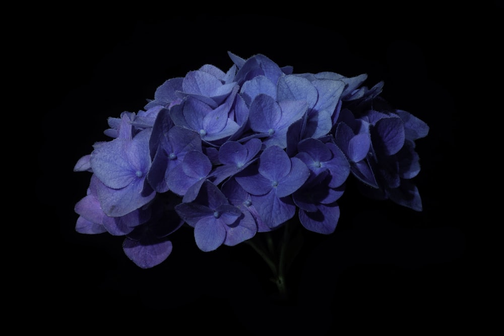 blue flower in black background