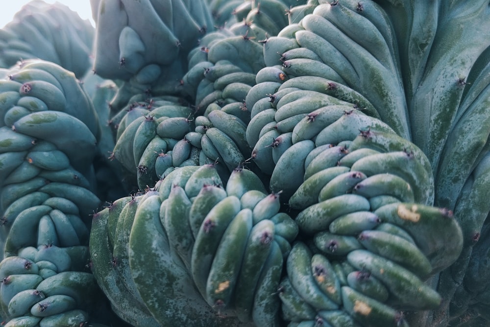 green plant in close up photography